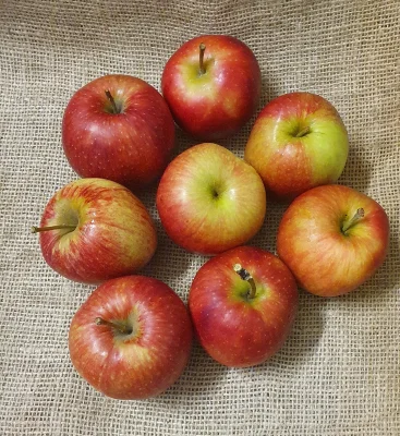 Productfoto 1,5 kg Elstar (of Jonagold aan eind van het appelseizoen)