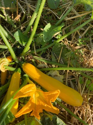 Productfoto Courgette groen/geel