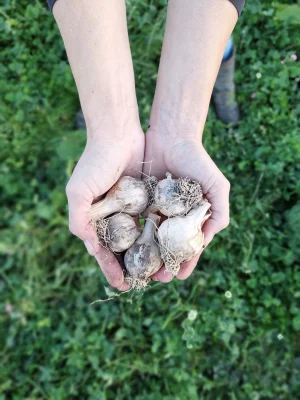 Productfoto Knoflook