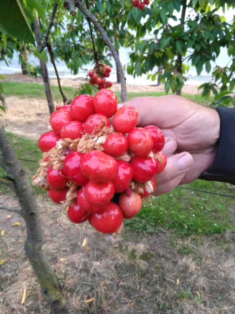 Hoofdafbeelding van Pater's Fruitbedrijf