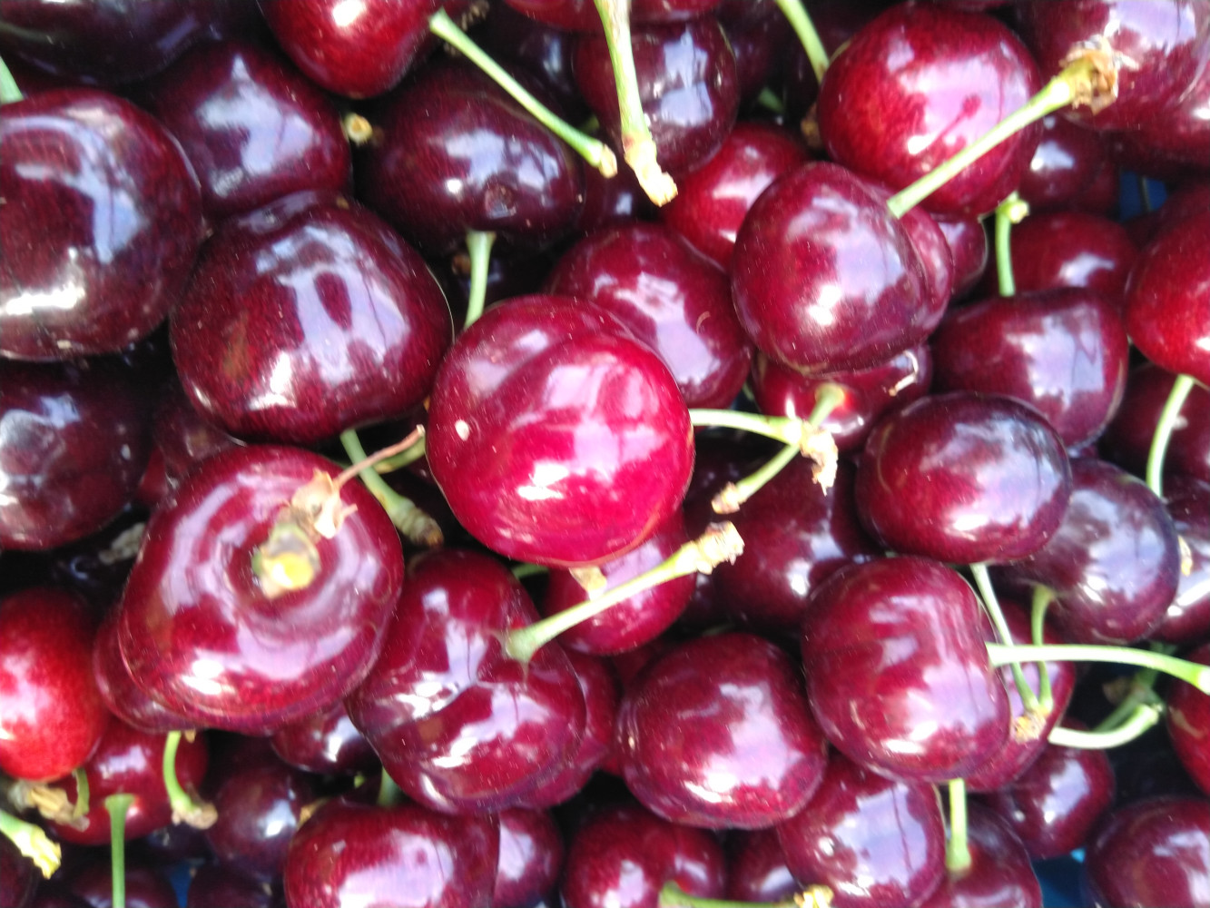 Hoofdafbeelding van Pater's Fruitbedrijf