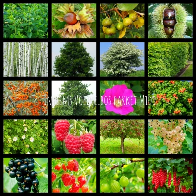 Productfoto Voedselbos