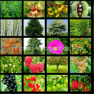 Productfoto Voedselbos
