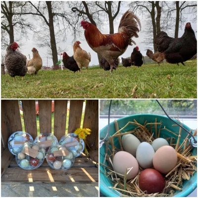 Productfoto Scharreleieren