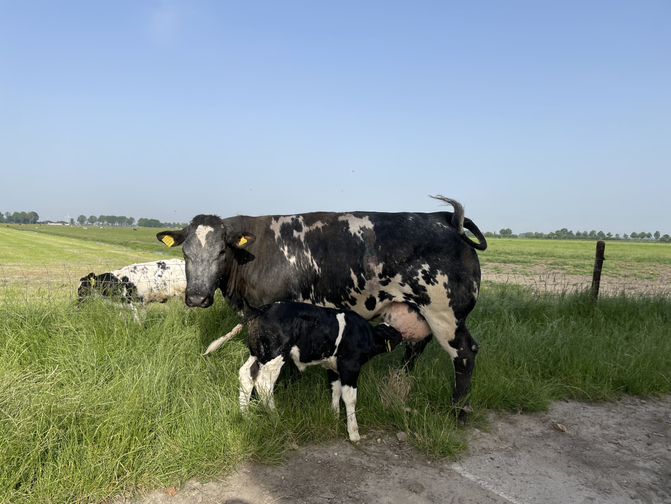 Hoofdafbeelding van Prinshoeve boerderijvlees | Odijk