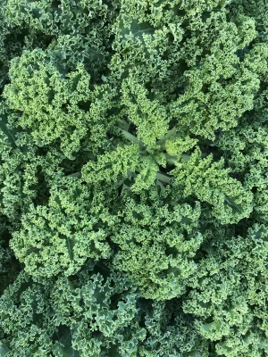 Productfoto Boerenkool