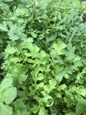 Productfoto Rucola