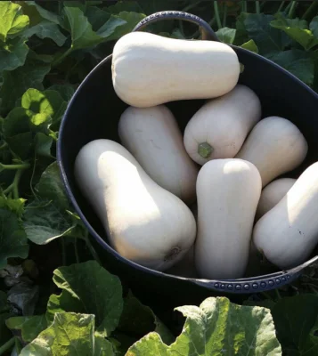 Productfoto Flespompoen