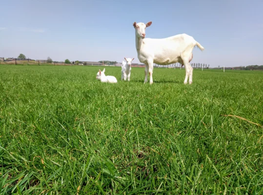 Afbeelding PuurGeitenzuivel