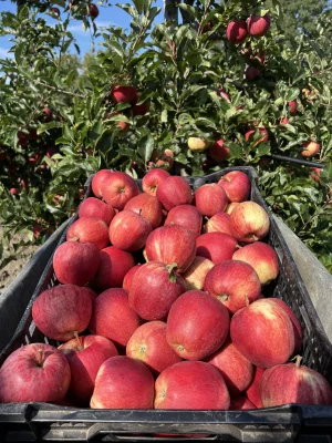 Productfoto Gala appels