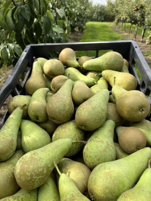 Productfoto Conference handpeer