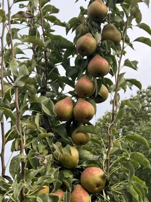 Productfoto Gieser Wildeman Stoofperen