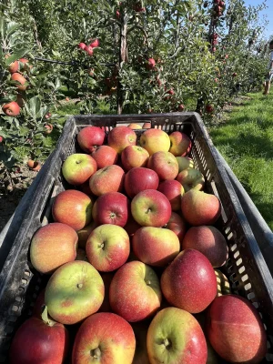 Productfoto Cox appels