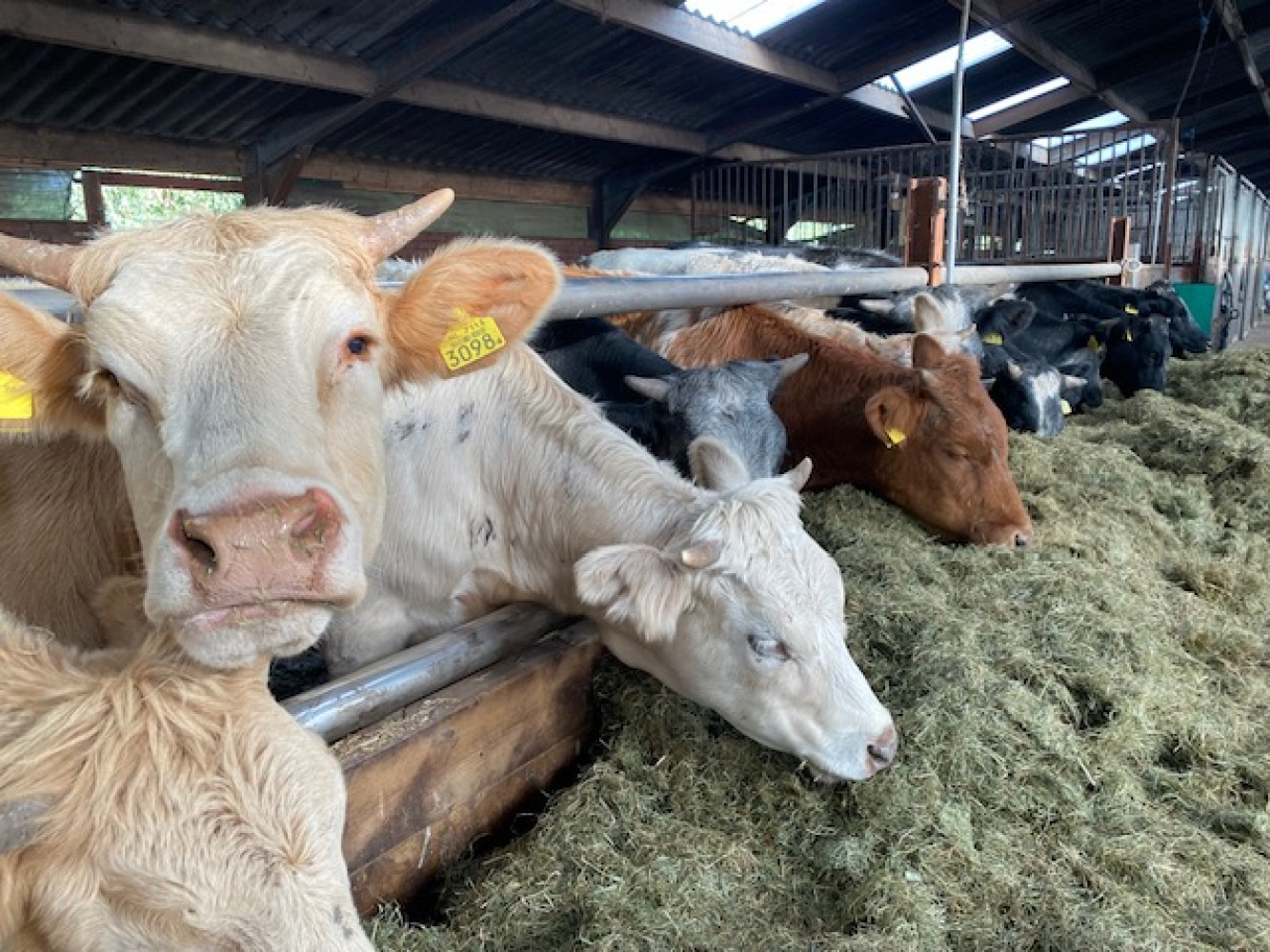 Hoofdafbeelding van Boerderijwinkel 't Lokaaltje