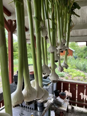 Productfoto Verse knoflook