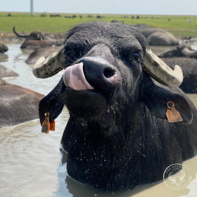 Afbeelding The Buffel Company | Vlees en zuivel van de waterbuffel