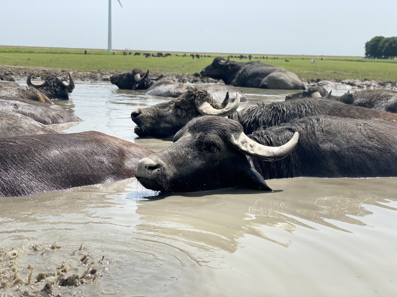 The Buffel Company Vlees en zuivel van de waterbuffel