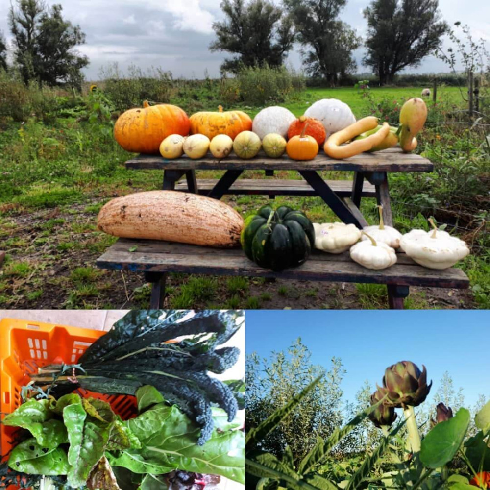 Afbeelding voor Tuin van de Toekomst