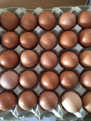 Productfoto Eieren van eigen kippen