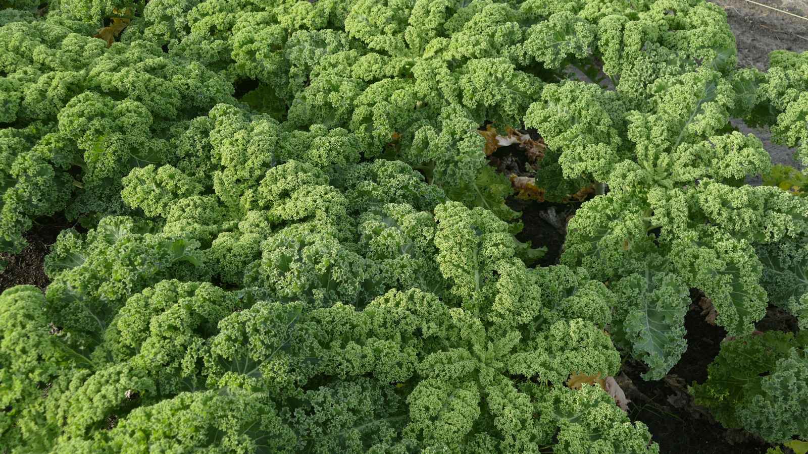 Hoofdafbeelding van Tuinderij Land in Zicht
