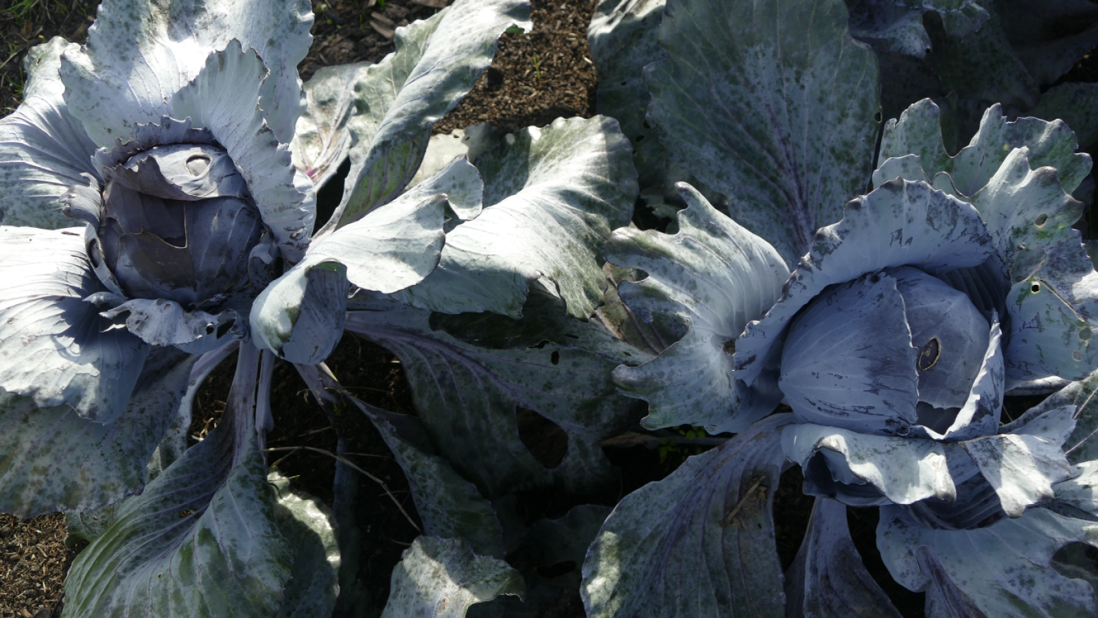 Hoofdafbeelding van Tuinderij Land in Zicht