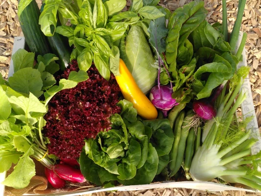 Productfoto Oogstdeel - kom zelf een heel seizoen je groenten en kruiden oogsten