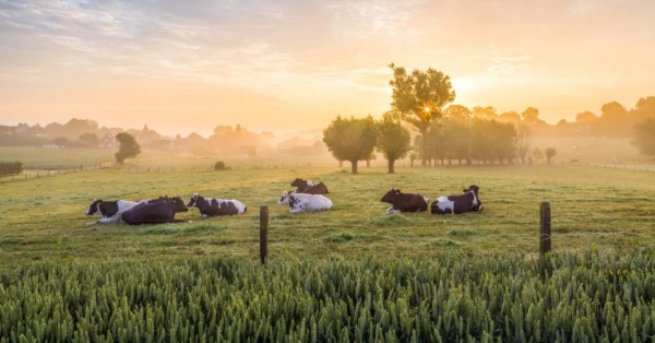 Afbeelding Van De Boerderij