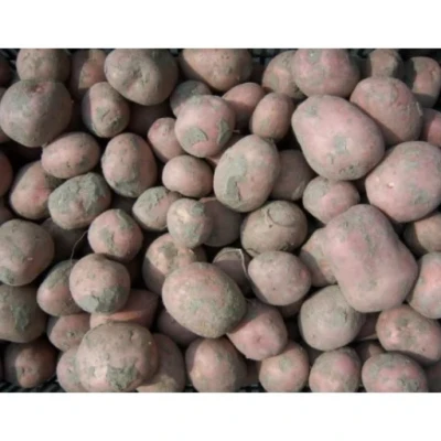 Productfoto Aardappelen Bildstar