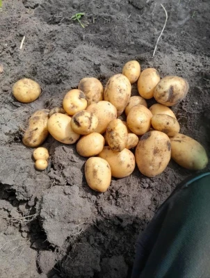 Productfoto Aardappelen Doré (nieuwe oogst)