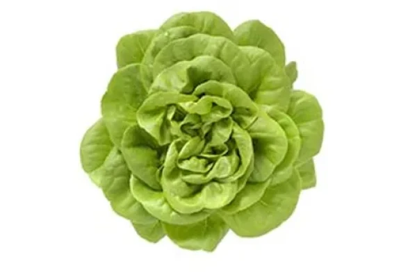 Productfoto Kropsla