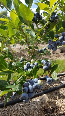 Productfoto Vers ingevroren blauwe bessen