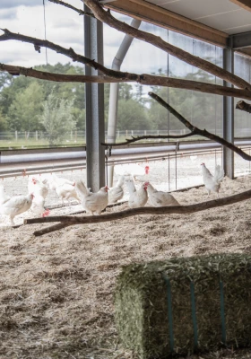 Afbeelding Van Ginkel Pluimveehouderij