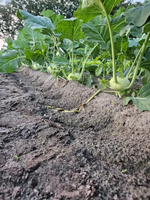 Productfoto Koolrabi