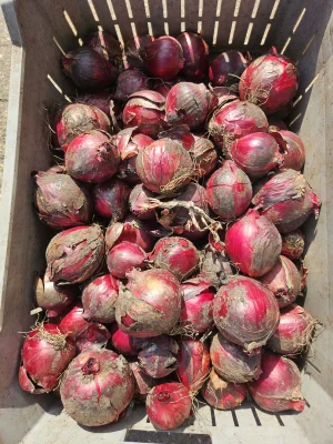 Productfoto Rode uien