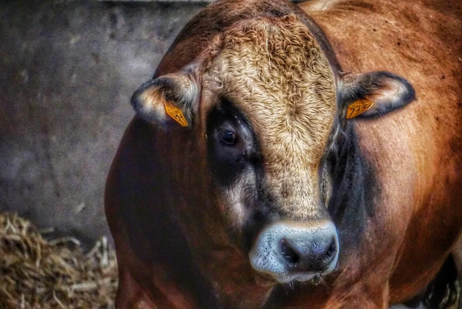 Vleesboerderijwinkel Masseurs Boerderijwinkel en Boerderij in Oud Gastel
