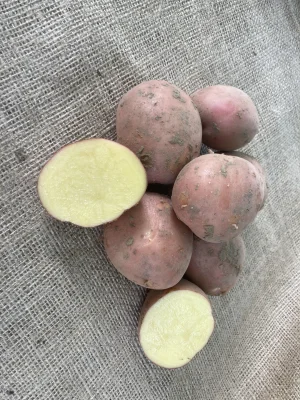 Productfoto Bildtstar, zak 5 kilo