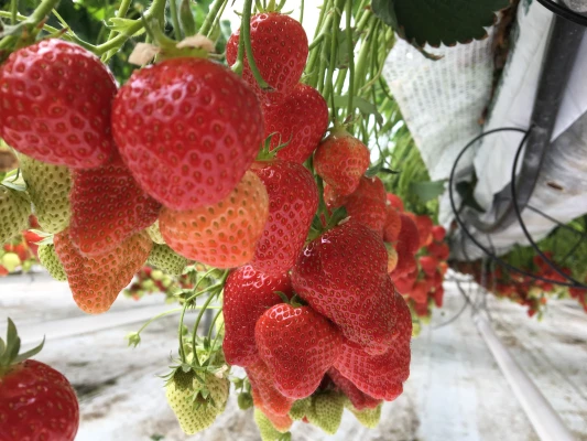Productfoto Twee dozen heerlijke verse zoete aardbeien