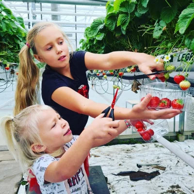 Productfoto Zelf aardbeien plukken: maandag 20 oktober van 13.00-14.30