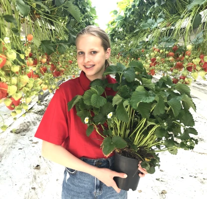 Productfoto Aardbeienplant