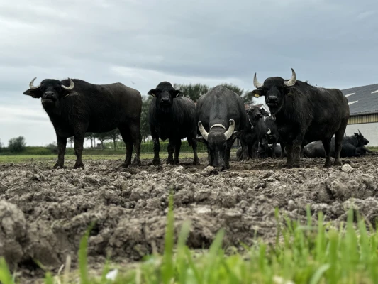 Afbeelding Waterbuffelboerderij Delta Buffalo