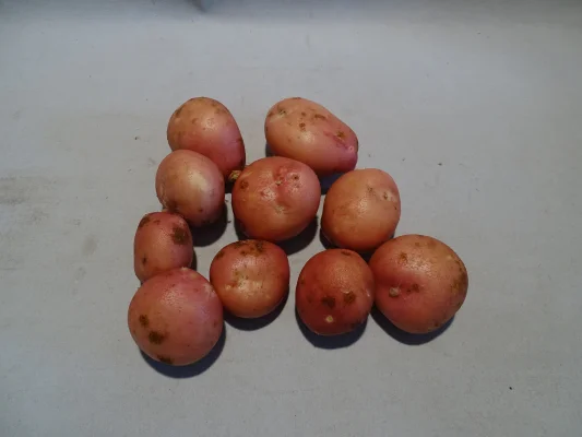 Productfoto Bildtstar 10 kilo