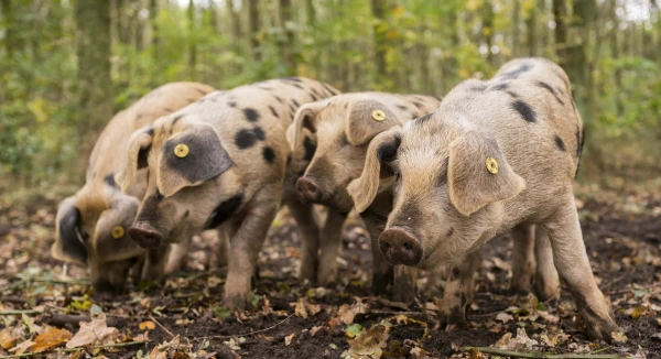 Afbeelding Wroetende Varkens