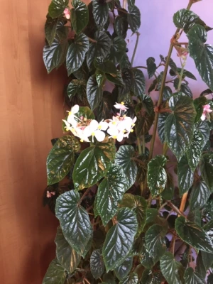 Productfoto Begonia
