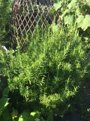 Productfoto Rozemarijn 10 gram in zakje