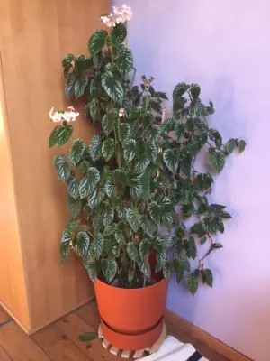 Productfoto Begonia