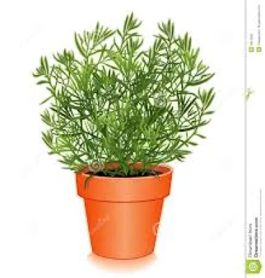 Productfoto Franse dragon gedroogd 10 gram