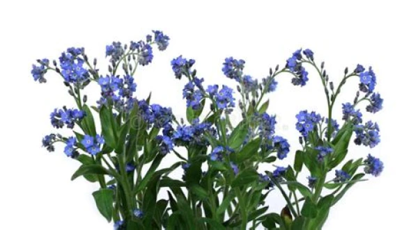 Productfoto Vergeet mij nietje  plant in pot