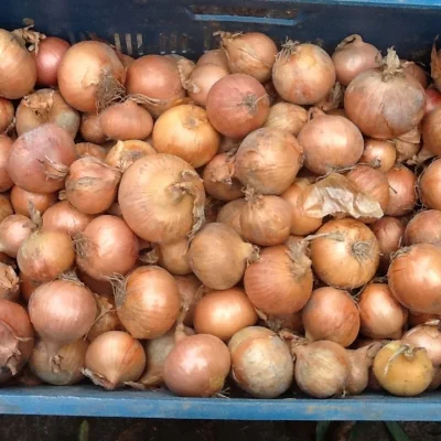 Productfoto Gele uien