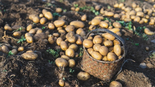 Uitgebreid domineren landinwaarts Aardappelen kopen bij de boer in - Hier kun je terecht!
