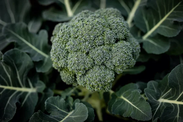 Productfoto Duurzame Broccoli